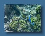 Helengeli 256